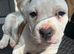 Old tyme x American bulldog REDUCED