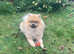 Cheeky Pomeranian for stud