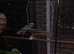 2 pair's of zebra finches.