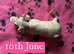 Skinny Pig Sows
