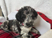 Merle labradoodles