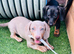 Adorable miniature dachshund puppies