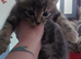 4 beautiful kittens for sale.