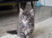 Last one Solid Blue Maine Coon TICA