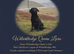 KC Reg | Carefully & Selectively Bred from Lines Closely Related to Multiple FTCH & Crufts Winners, with Versatility & Multi-Discipline in Mind