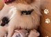 Jack Russell
