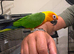 Jenaday conure hand tame