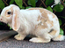 Young Mini Plush Lops - Hypoallergenic fur.