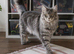 Entire male Maine coon