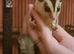 2 yr old male suger glider