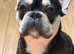 Male frenchie
