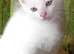 Kitten
