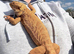 Bearded dragon