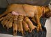 Stunning Dogue de Bordeaux Pups