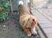 ARISA – The Little Dog Nobody Stopped For