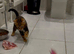 Lovely 5 Generation Pedigree Bengal kittens