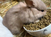 Chocolate carrier mini lop babies