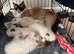 READY NOW Ragdoll kittens