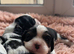 LAST BOY LEFT️ Cavalier King Charles Spaniel Puppies