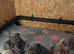 Kc reg & genetic tested French bulldog pups