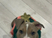 Beautiful Bully x staffy girl