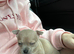 Boy chihuahua
