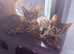 Savannah F4 kittens