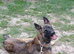 German Shepherd Cross puppies
