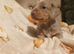 2 miniature dachshund pups