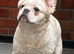 Adorable French bulldogs