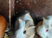 Female guinea pigs