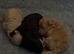 2 beautiful male puppies