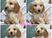 Cockapoo 5 girls