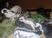 Hand reared purebred baby English rabbits-ready soon!
