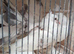 2026 nest pair Indian fantails