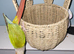 Pineapple conure