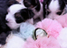 Biewer terrier