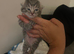 3 kittens for sale