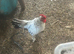 Small bantam cock birds
