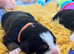 Beautiful Bernese Mountain Dog Puppies