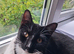 3 Beautiful Kittens for re homing