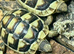 Marginated Tortoises at Birmingham Reptiles