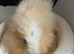 Male Swiss Guinea Pigs x2
