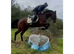 17.1 bay gelding
