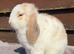 Mini lops