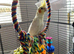 Baby Lutino cockatiel 9 weeks old