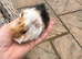 Handsome baby guinea pigs available in May.