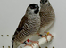 Beautiful pair of cherry finches  for sale