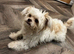 Lhasa Apso x Chihuahua