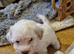 Maltipoo's 1 boy 1 girl left, rare coloured faces